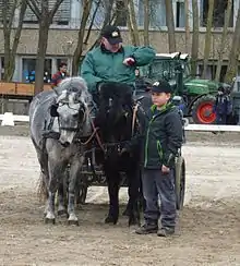 Attelage vu de face avec un poney noir et un gris.