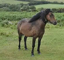 Photo de trois-quart avant droit d'un poney Dartmoor.