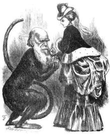 Caricature de Darwin contemplant une tournure, Angleterre, 1872