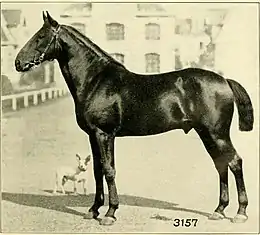 Photo d'un cheval vu sur son profil gauche