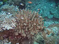 Dans leur corail Pocillopora