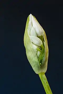 Une future inflorescence d'Allium ursinum.