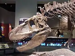 Crâne vu de profil de Daspletosaurus.