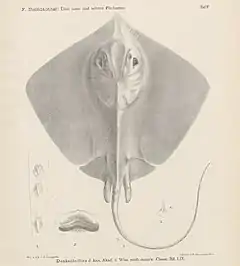 Description de l'image Dasyatis navarrae(STEINDACHNER,1892).jpg.
