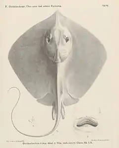 Description de l'image Dasyatis sinensis(STEINDACHNER,1892).jpg.