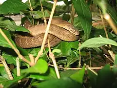 Description de l'image Dasypeltis fasciata.jpg.