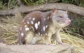 Dasyurus maculatus