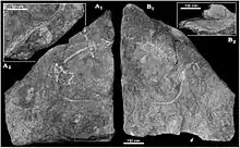 Empreinte et contre-empreinte du squelette de Datheosaurus macrourus