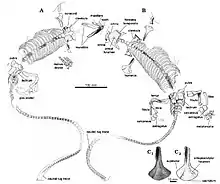 Dessin explicatif des deux plaques préservant l’holotype du Datheosaurus macrourus incluant les probable traces de mouvement de la queue.