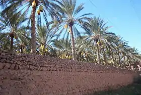 Dattier de l'oasis de Tolga (Algérie).