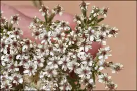 Détail des fleurs.