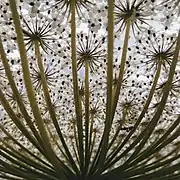 Fleur Daucus carota (vue d'en bas).