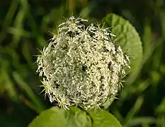 L'inflorescence de certaines variétés a une fleur centrale stérile (appelée « Mouche de la carotte »), d'un pourpre foncé, dont le rôle reste encore débattu.