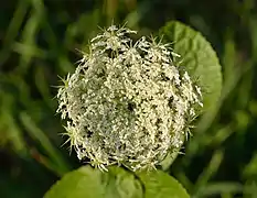 Le rôle de la fleur centrale stérile, d'un pourpre foncé, reste encore débattu.