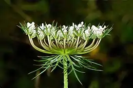 Ombelle de carotte sauvage (Daucus carota), diamètre : 8 cm.