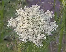 Photo en couleur d'une ombelle à petites fleurs blanches très serrés vue du dessus.