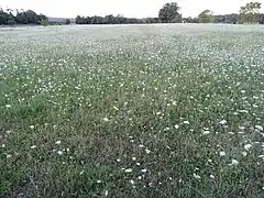 Fleurs de carotte sauvage dans un pré en Haute-Garonne.