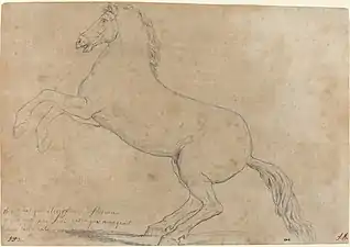 David, étude pour un cheval cabré, 1780.