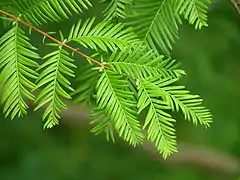 Metasequoia glyptostroboides