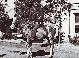 Cheval du Cap au début du XXe siècle, avant 1914