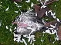 Pigeon ramier mort récemment.