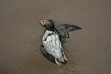 Un petit oiseau au ventre blanc et au plumage noir étendu mort sur le sable. Il est sur le dos et ses ailes sont ouvertes. Son bec est coloré.