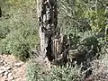 Intérieur d'un saguaro mort, en Arizona.