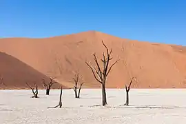 Arbres morts vieux de plus de 550 ans dans Dead Vlei.