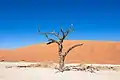 Autre arbre autre dune dans le Dead Vlei. Aout 2018.