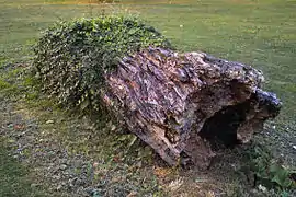 Pinus sylvestris naturellement mort, montagnes de l'Est de la Norvège.