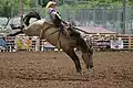 Bareback bronc.