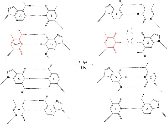 Dans l'ADN double-brin, la 5-méthylcytosine qui désamine donne une thymine, qui n'est pas complémentaire à la guanine attenante.