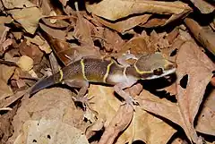Description de l'image Deccan Banded Gecko (Geckoella deccanensis) Phansad Wildlfie Sanctuary, Maharashtra DSCF3092 (1).JPG.