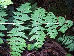 Description de l'image Deeply lobed fern with opposite fronds Dee Why.jpg.