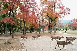 Parc de T. sebifera, près du Temple du Grand Bouddha, Japon