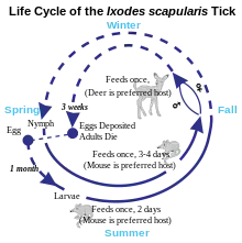Schéma du cycle de vie d'une tique.