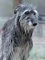 Scottish deerhound femelle de 14 ans