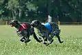 Scottish deerhounds au départ de coursing