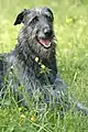 Scottish deerhound mâle, portrait