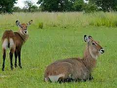 Femelle Cobe Défassa et son jeune.