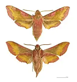 Deilephila porcellus - Muséum de Toulouse