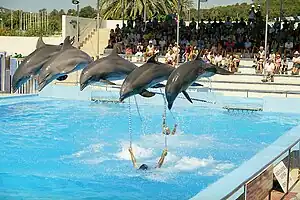 Grands dauphins.