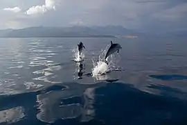 Deux Dauphins bleu et blanc sautant hors de l'eau, vus de dos.