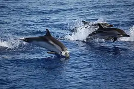 Trois Dauphins bleu et blanc sautant hors de l'eau.