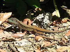 Description de l'image Delicate Ameiva, Costa Rica.jpg.