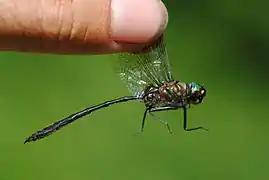 Reflets métalliques de Somatochlora hineana.