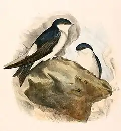 Hirondelle de Bonaparte (D. dasypus cashmeriense)