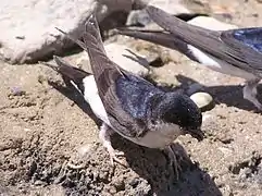 Hirondelle de fenêtre dans le sud-est ukrainien. On distingue les reflets bleutés et les plumes aux pattes.