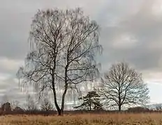 Bouquet d'arbres, avec un bouleau verruqueux, dans le Delleboersterheide.