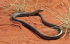 Description de l'image Delma nasuta, Spinifex Legless Lizard, Alice Springs.jpg.